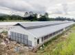 CHICKEN HOUSE IN THE PHILIPPINES