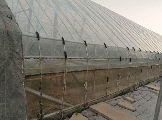 Plastic film arched greenhouse